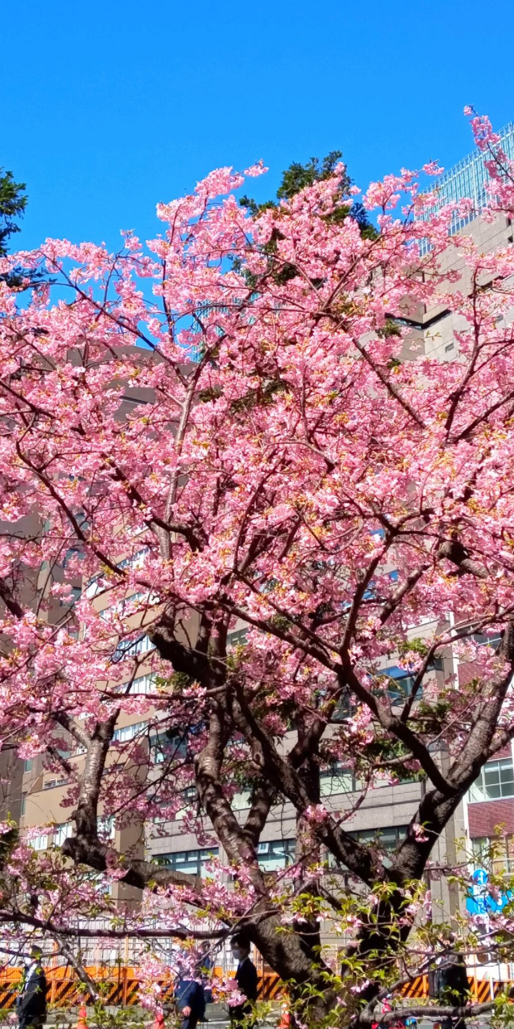 河津桜 東京スクエアガーデン裏で満開 by 銀造 | 中央区観光協会特派員