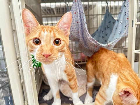 里親さんを待っている猫たち | J358 | NPO法人東京キャットガーディアン