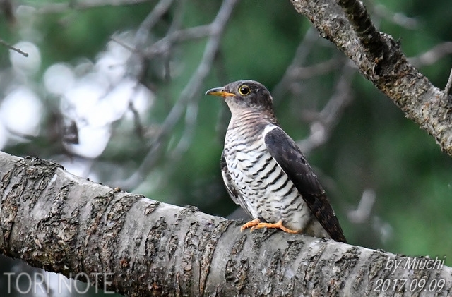 ツツドリの季節のご挨拶 | Tori Note -茨城の野鳥観察日誌-