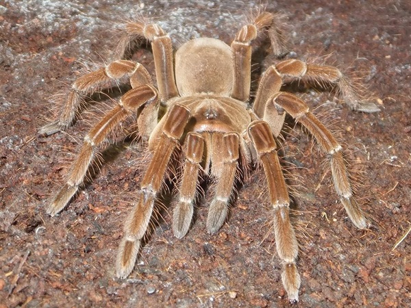 ルブロンオオツチグモ（ゴライアスバードイーター）の写真｜としとし