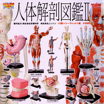 人体解剖図鑑 【YUJIN】