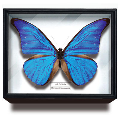 STC ドイツ箱マグネットコレクション モルフォ蝶特装版 【いきもん】