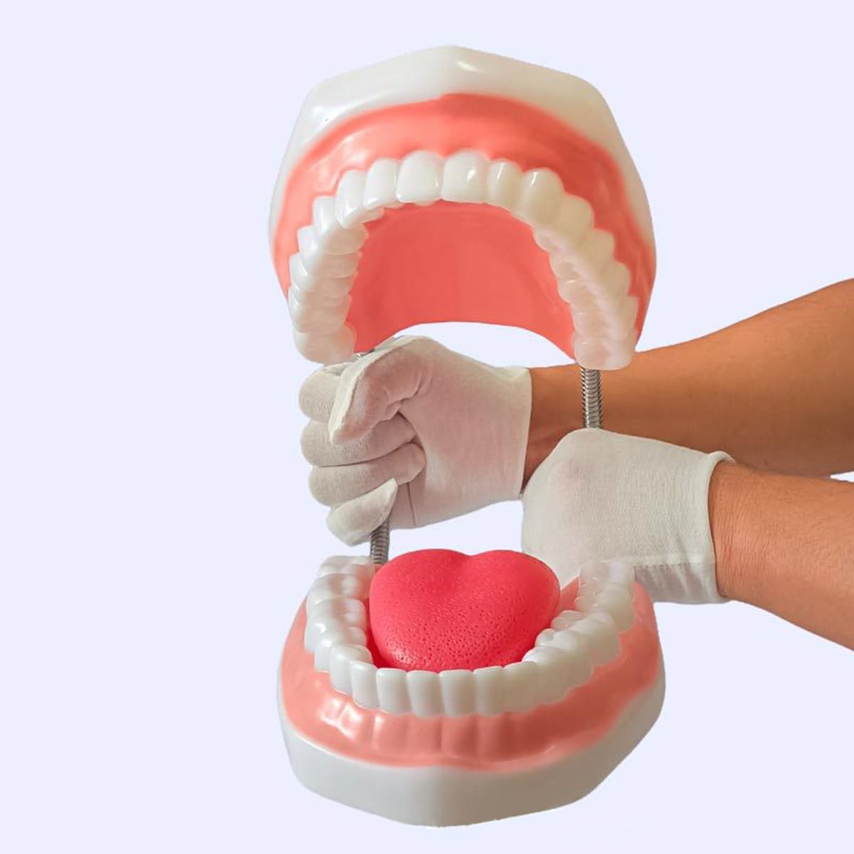 楽天市場】歯列模型 6倍の倍率歯科モデル上顎 下顎模型 大型 モデル無