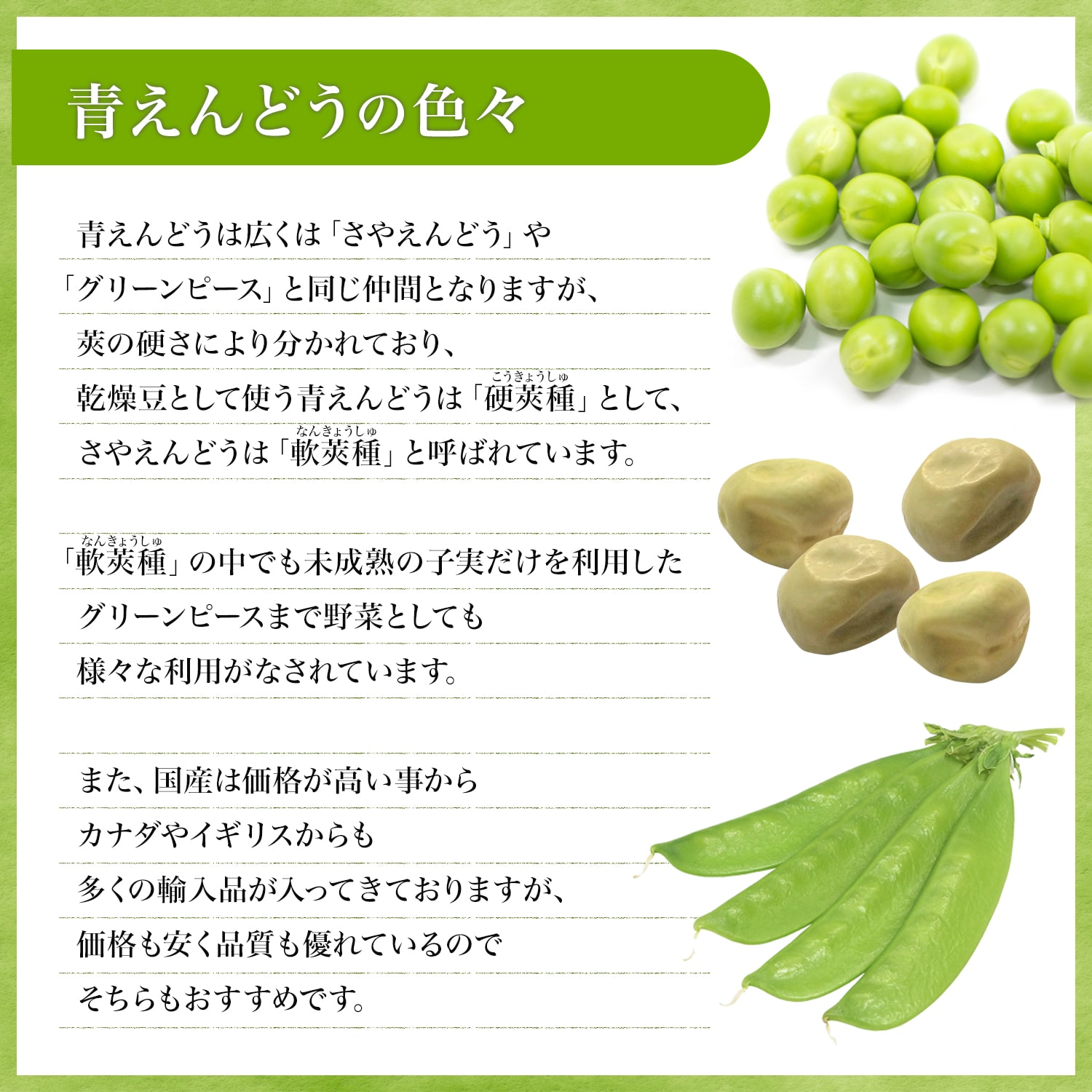 廃盤品 ジェリーキャット Pea in a Pod えんどう豆のさや Amuseables