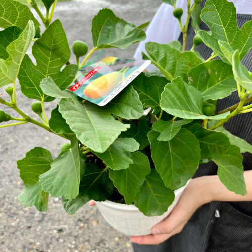 楽天市場】果樹苗 イチジク 苗木 4年生 ホワイトイスキア (千成