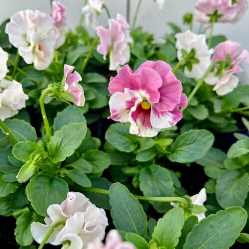 ちびくまcocolilou toybear 【お取置き中】布花 ビオラとすみれ 2025