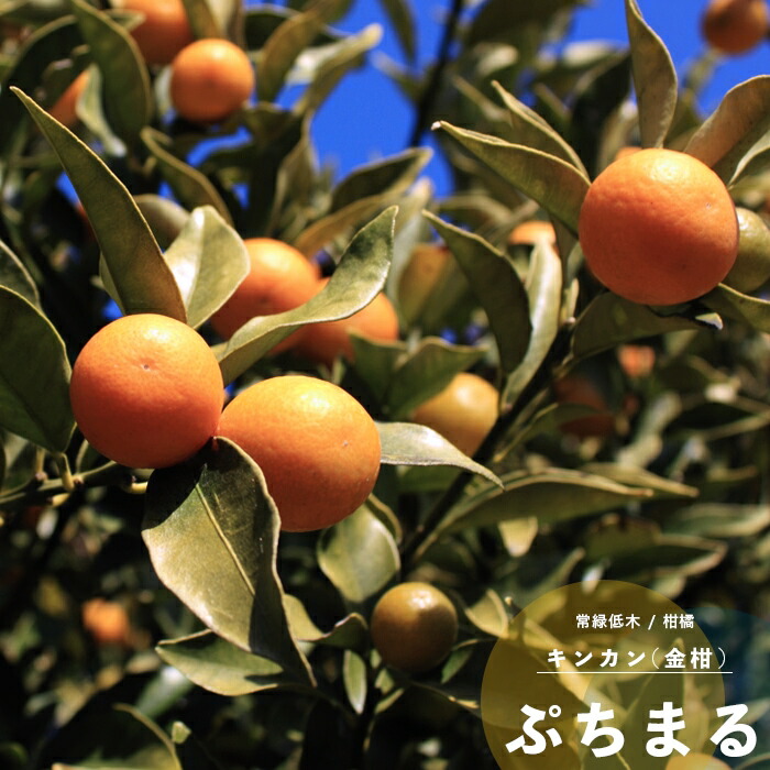 楽天市場】果樹苗 柑橘類 苗木 金柑 (きんかん・キンカン) ぷちまる