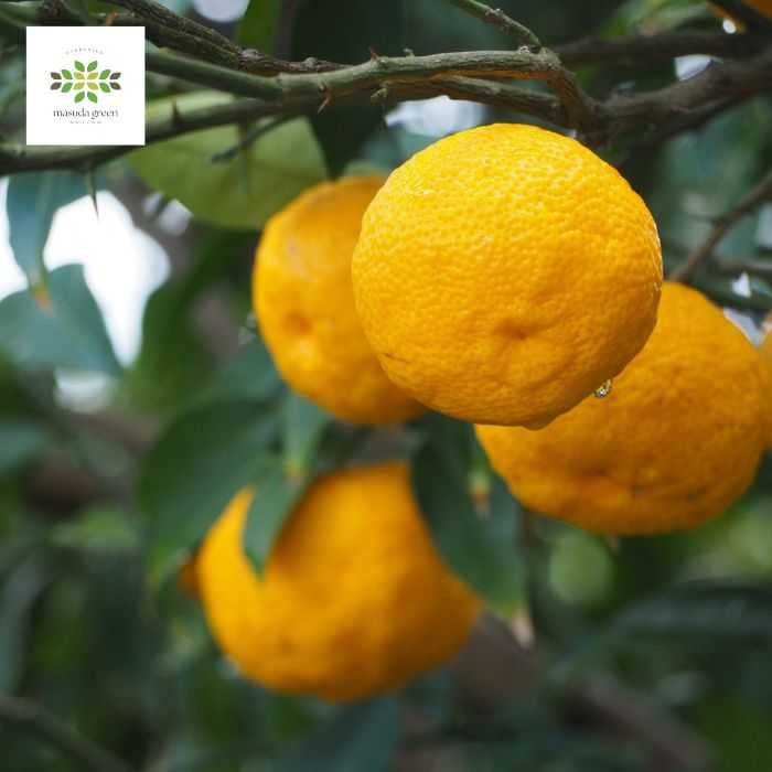 楽天市場】大実ゆず (本柚子) 苗木 2年生 4.5号 ロングポット 送料無料