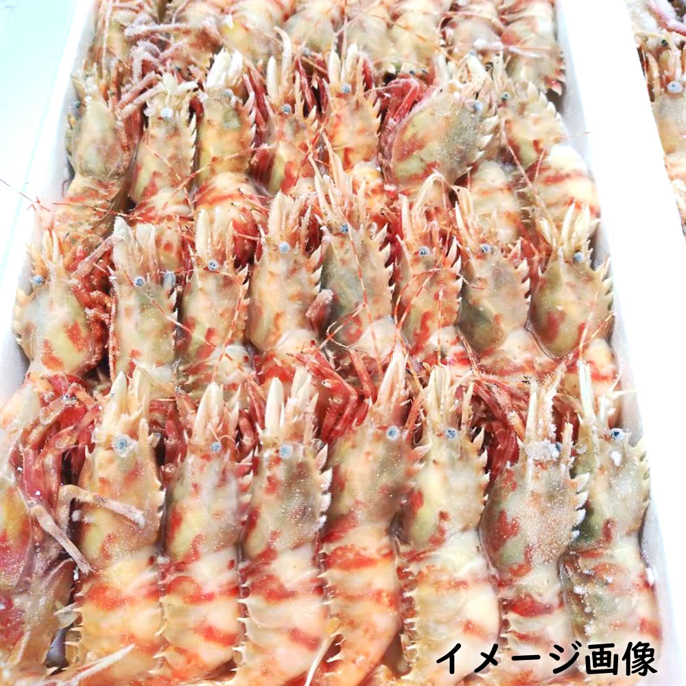 楽天市場】おにえび【船内冷凍】中サイズ 500g以上（実質1k入