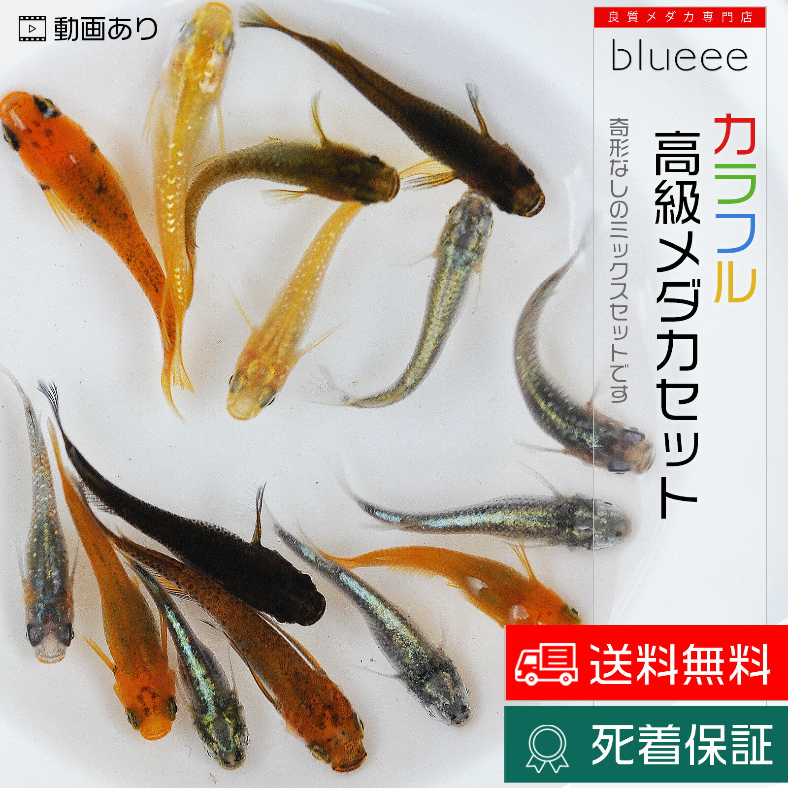 楽天市場】丈夫 元気 キレイ カラフル高級メダカ セット ミックス 10