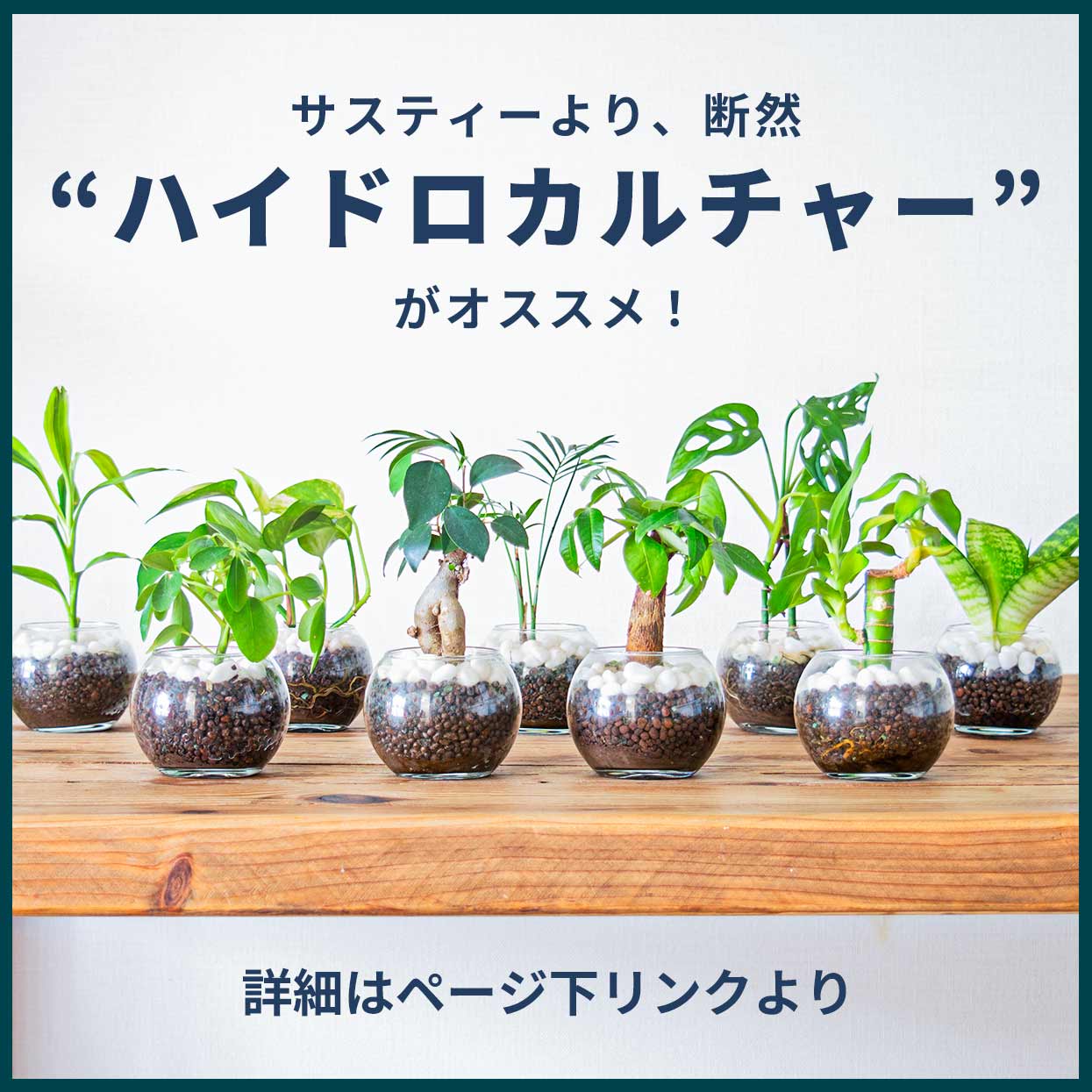 楽天市場】サスティー 水やりチェッカー S M L リフィル ホワイト