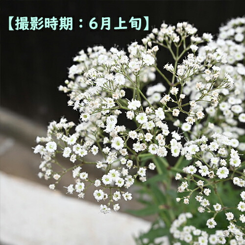 楽天市場】プレゼントに多年草のかすみ草2026年6月開花 宿根かすみ草