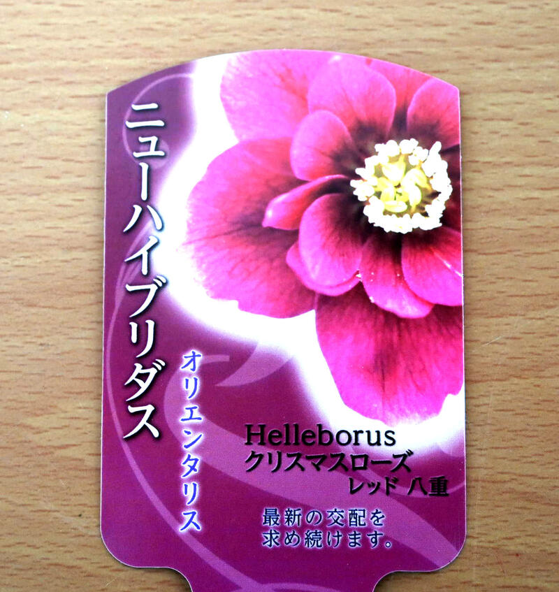 楽天市場】2023年開花見込みクリスマスローズ オリエンタリス ニュー