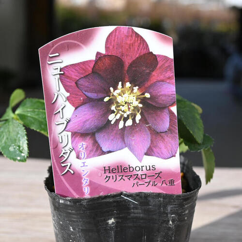 楽天市場】2023年新入荷苗 クリスマスローズ オリエンタリス パープル