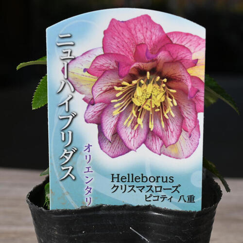 夕映え様ご購入苗㉖-207㉖-244クリスマスローズ 夕映え様ご購入苗㉖