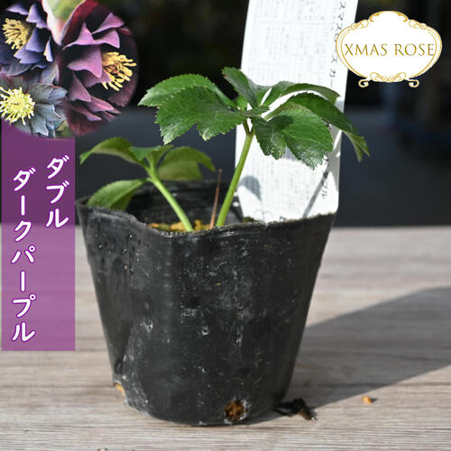 楽天市場】2023年新入荷苗 クリスマスローズ ダブル ダークパープル
