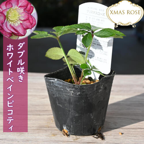 楽天市場】2023年新入荷苗 クリスマスローズ ダブル咲き ホワイト