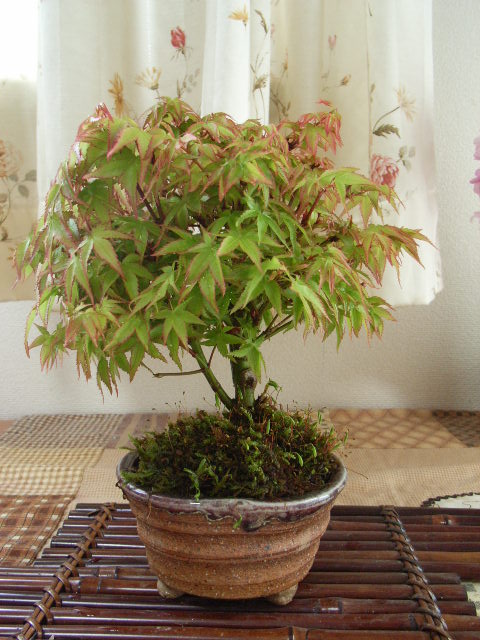 楽天市場】もみじ盆栽【清姫もみじ】と【信楽鉢】 : 園芸百貨店何でも