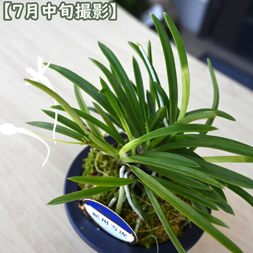 楽天市場】2024年NEW 現品 富貴蘭 紀州雪虎 鉢植え 風蘭 プラ鉢入り