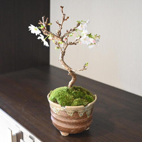 楽天市場】10月開花 十月桜盆栽一年に二度桜を楽しめる 十月桜 桜盆栽