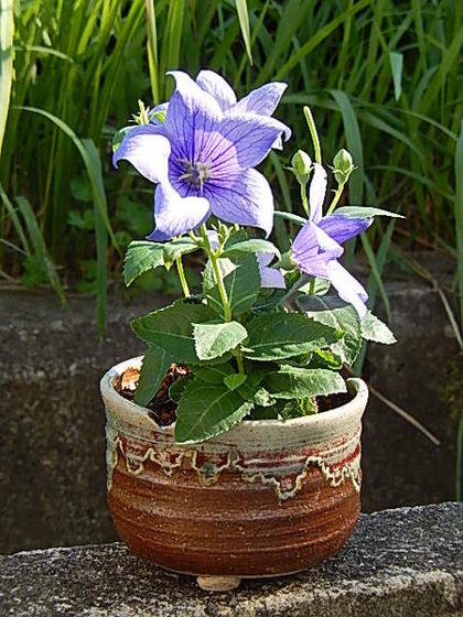 楽天市場】2026年7月開花プレゼントに桔梗盆栽年7月開花予定キキョウ