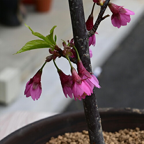 楽天市場】2025年3月頃開花予定緋寒桜鉢植え早咲きの一重の桜です緋色