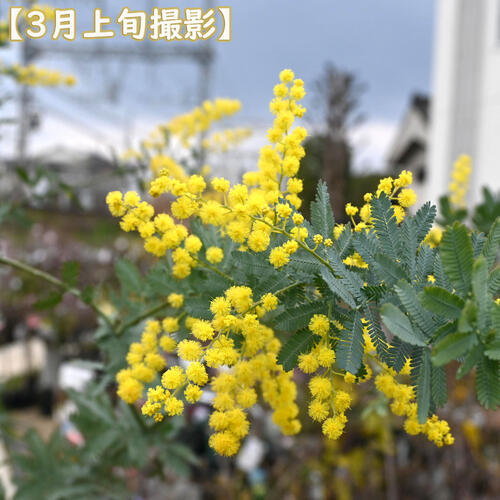 楽天市場】5月末ごろより発送ギンヨウアカシア 苗木 オージープランツ