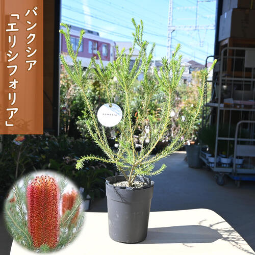 楽天市場】NEW バンクシア エリシフォリア 苗木 5号 プラ鉢入り