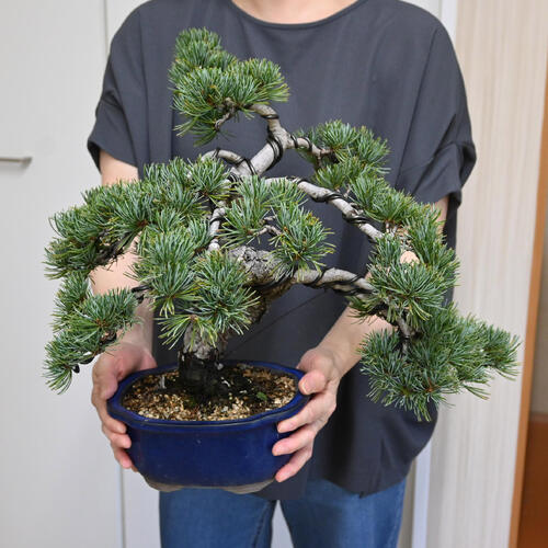 楽天市場】現品 2025年9月2日撮影 五葉松盆栽 本格 五葉松 盆栽 縁起の