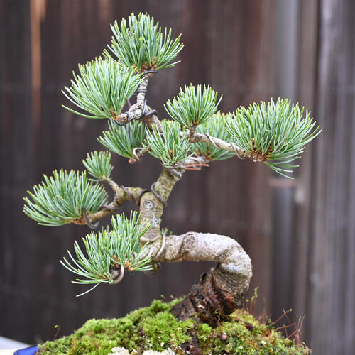 楽天市場】2026年NEW 五葉松盆栽 本格 五葉松 盆栽 縁起のよい木 樹形