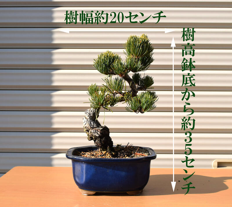 楽天市場】現品 五葉松盆栽 A4本格五葉松盆栽 2020年12月22日撮影