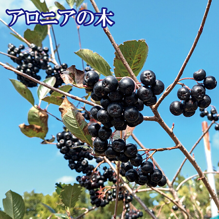 楽天市場】【公式】北海道伊達市大滝区産 冷凍アロニアの実
