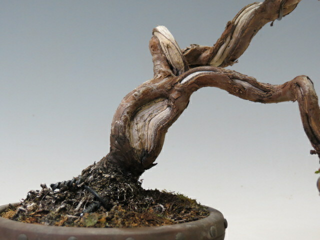 楽天市場】盆栽 真柏 （糸魚川）【ミニ盆栽 小品盆栽 松柏盆栽 人気