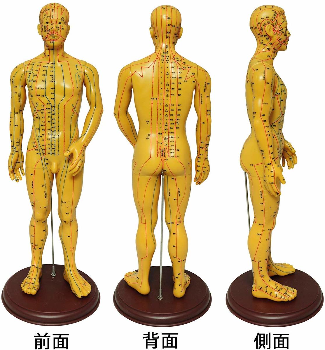 楽天市場】人体模型 ツボ 針旧 経穴 鍼灸経穴模型 鍼灸経絡模型 経絡