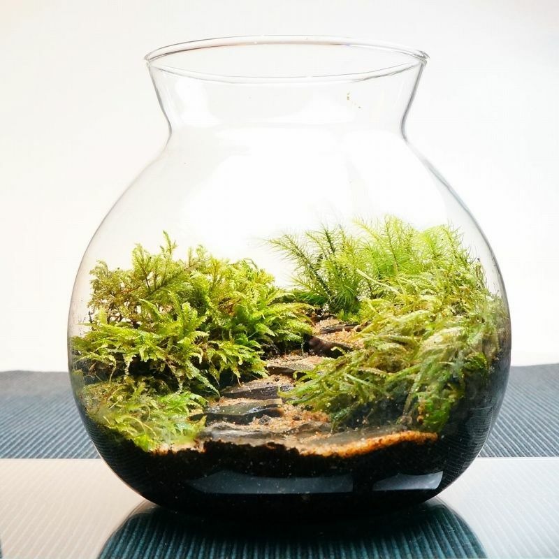 楽天市場】【完成品】LEDライト付 ボトルテラリウム 16cm 苔テラリウム