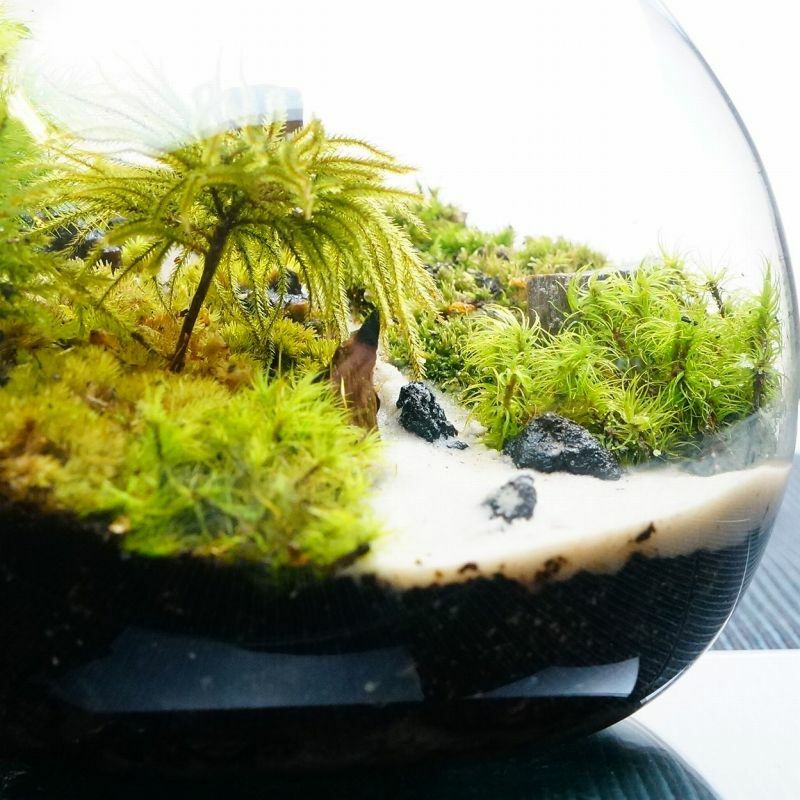 楽天市場】【完成品】LEDライト付 ボトルテラリウム 16cm 苔テラリウム