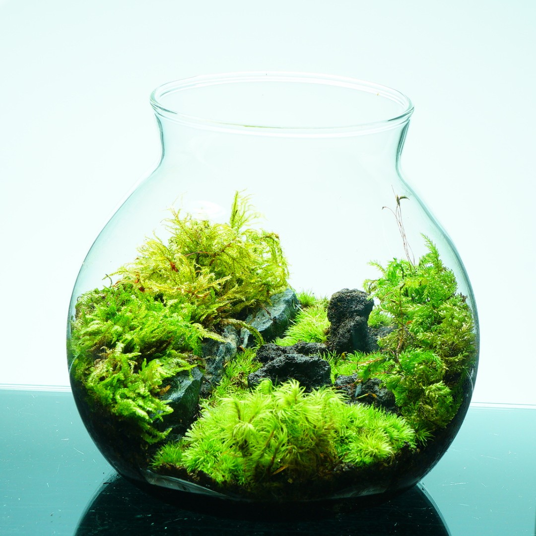 楽天市場】【完成品】3サイズ LEDライトコルク蓋付 苔テラリウム 和風