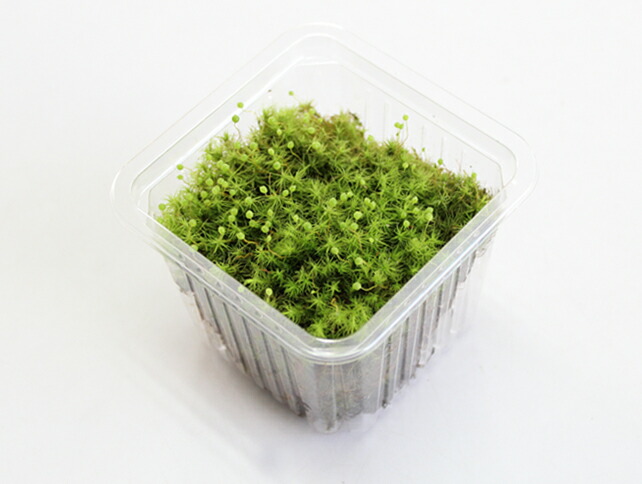 楽天市場】苔 こけ コケ タマゴケ 【タマゴケミニパック（S2）(88×88mm