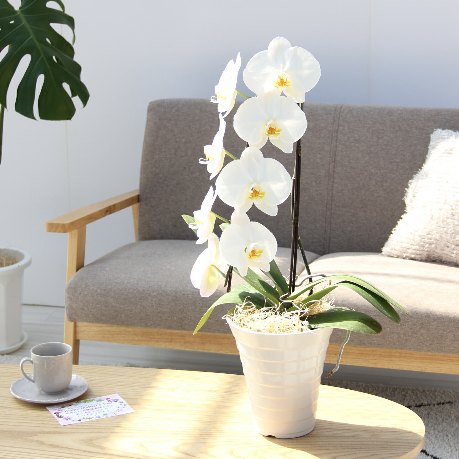 楽天市場】『 大輪胡蝶蘭 1本立ち 「ほほえみ」』母の日 鉢植え 陶器鉢