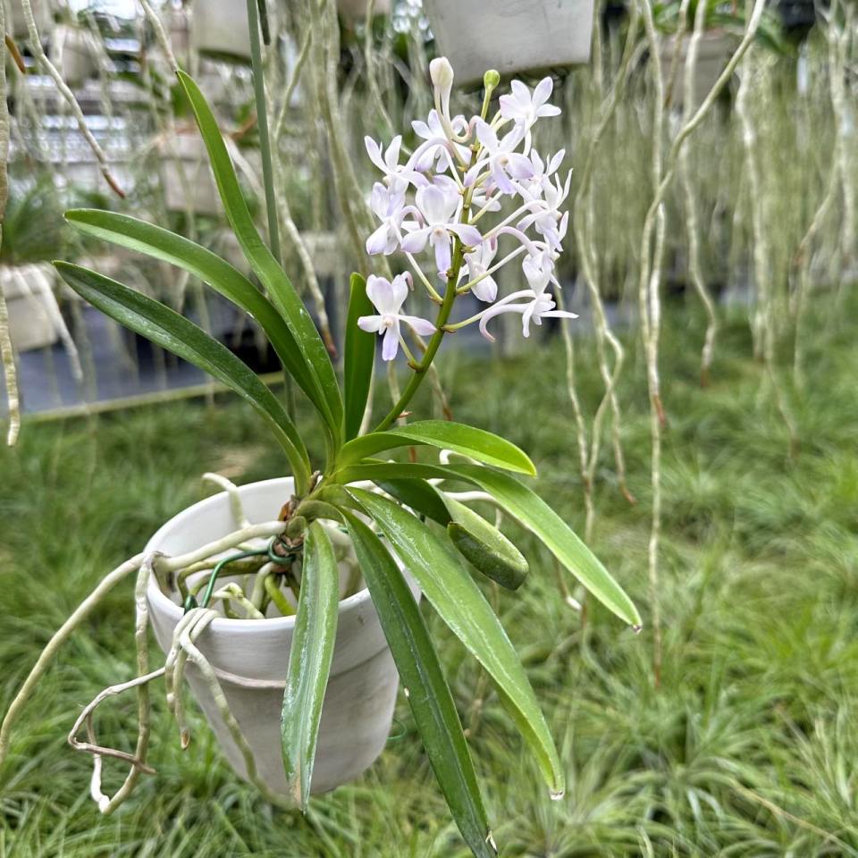 楽天市場】エアプランツ 香りの新品種 洋ランの苗『風蘭系交配種