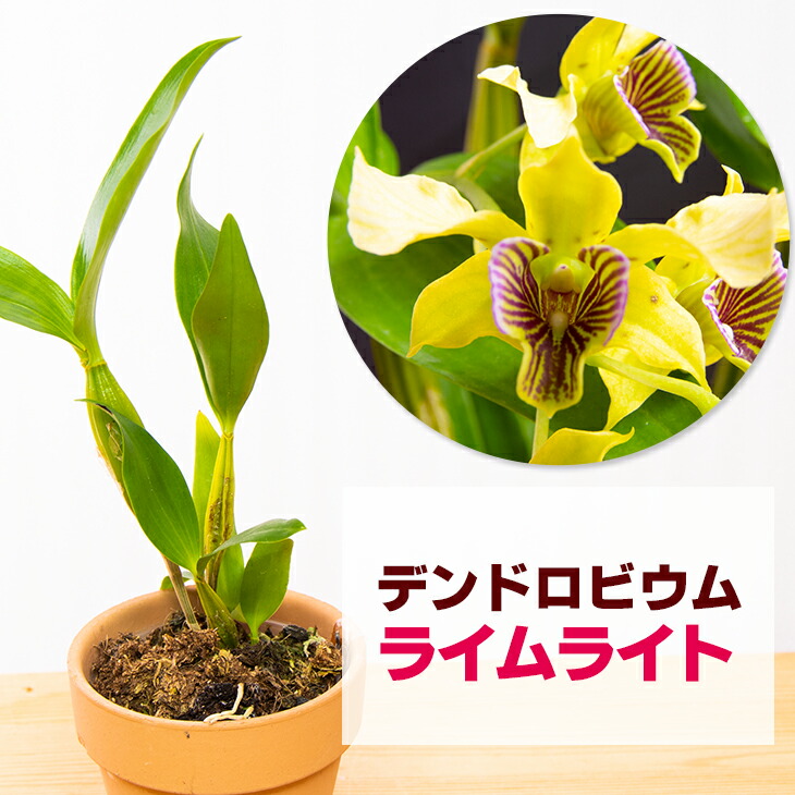 楽天市場】洋ランの苗『デンドロ交配種「ライムライト」【花咲く苗