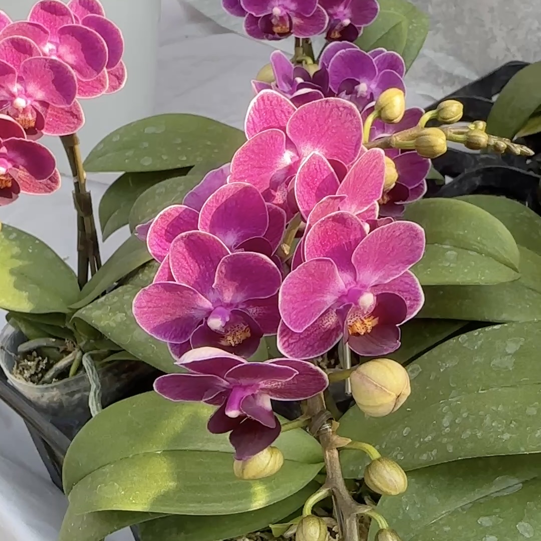 楽天市場】洋ランの苗『青いミニ胡蝶蘭「バイオレット アイ＊＊」【花