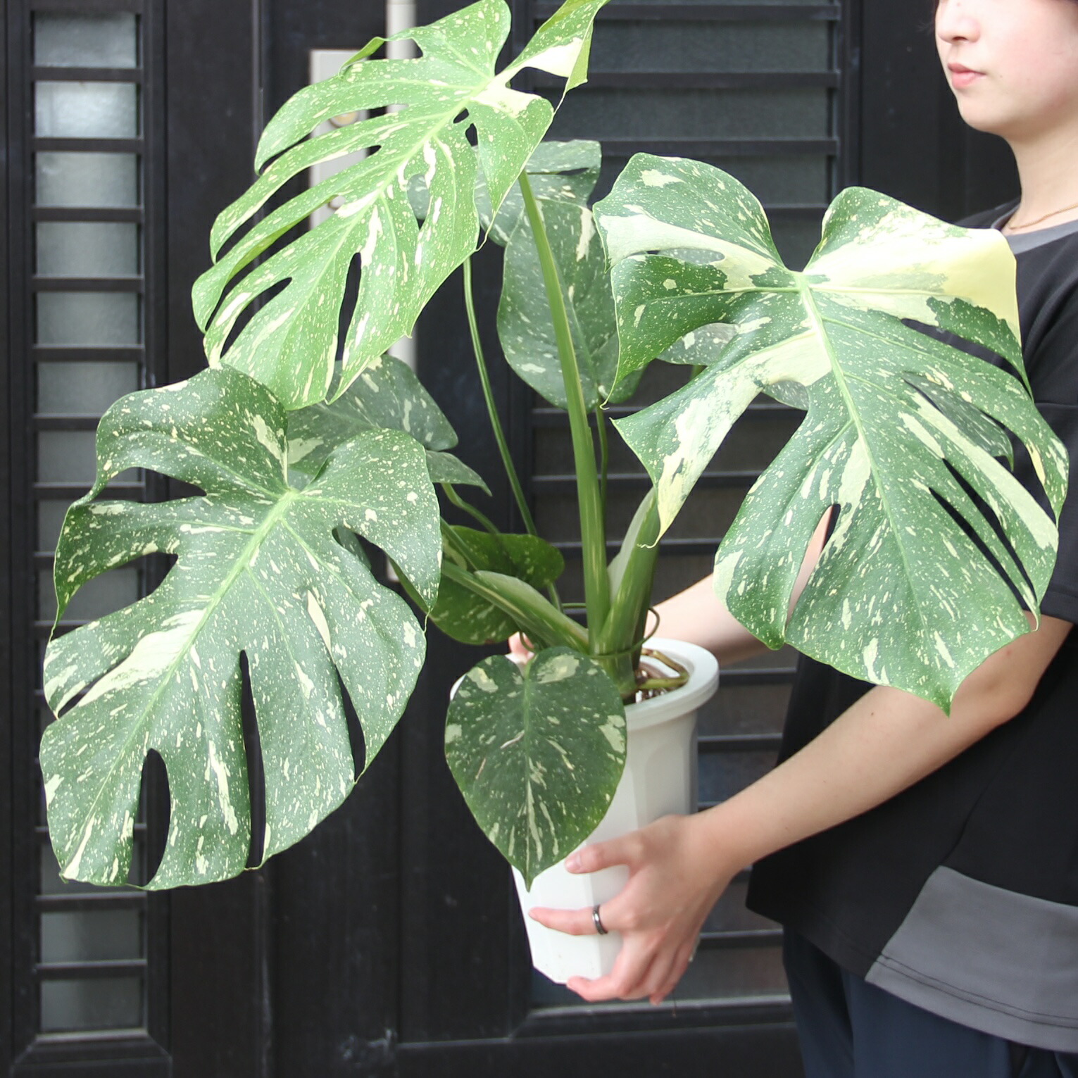 楽天市場】『斑入りモンステラ デリシオーサ タイコンスタレーション 6