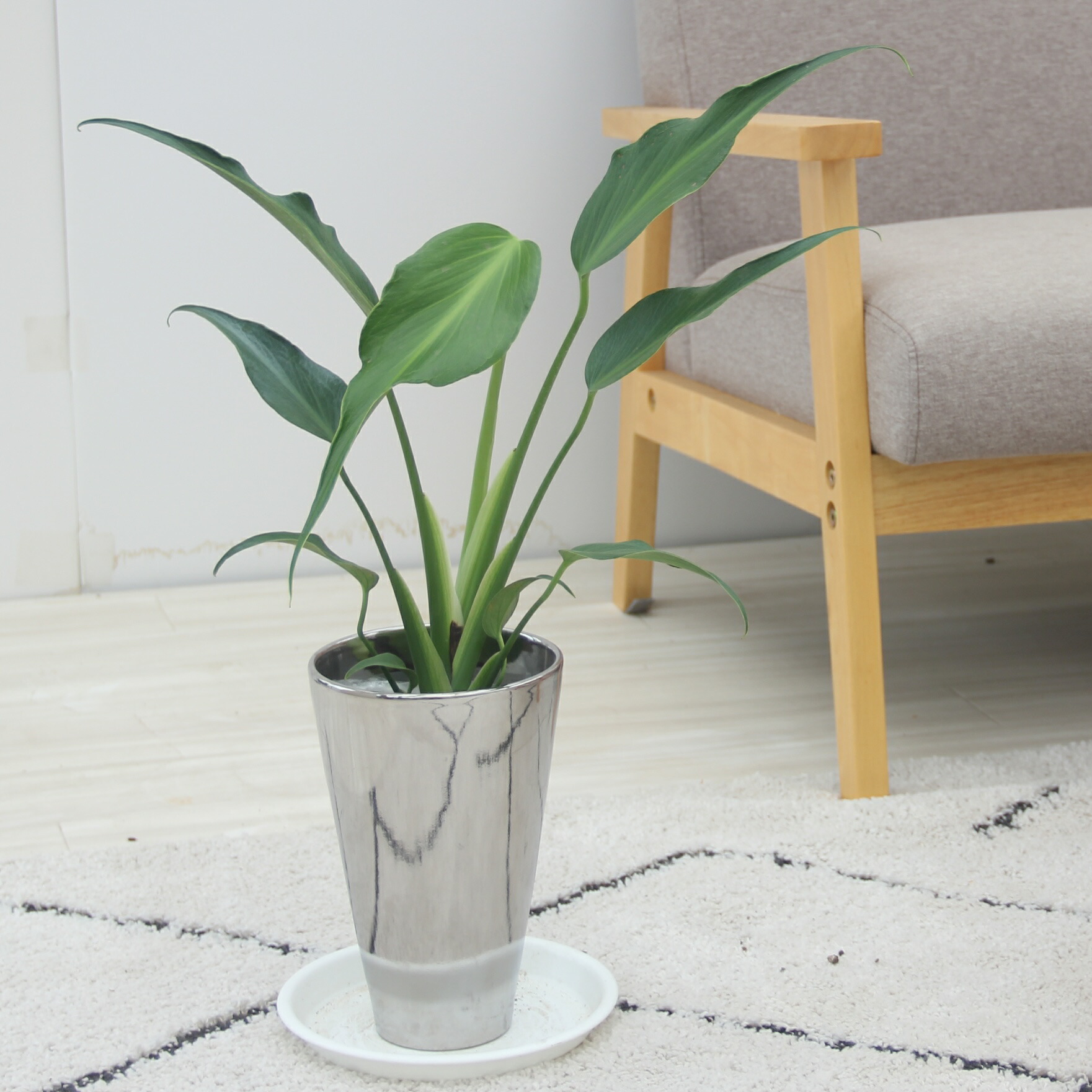 楽天市場】『モンステラ バールマルクスフレーム』Monstera 'Burle