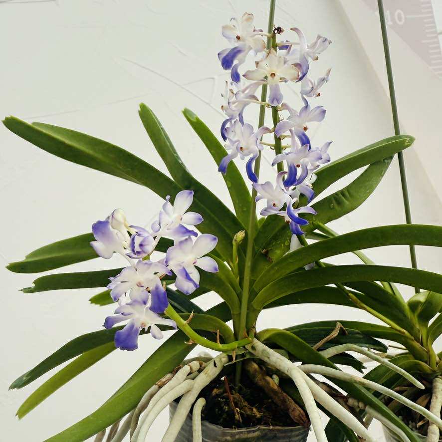 楽天市場】香りの新品種 洋ランの苗『風蘭系交配種 オーシャンスプレー