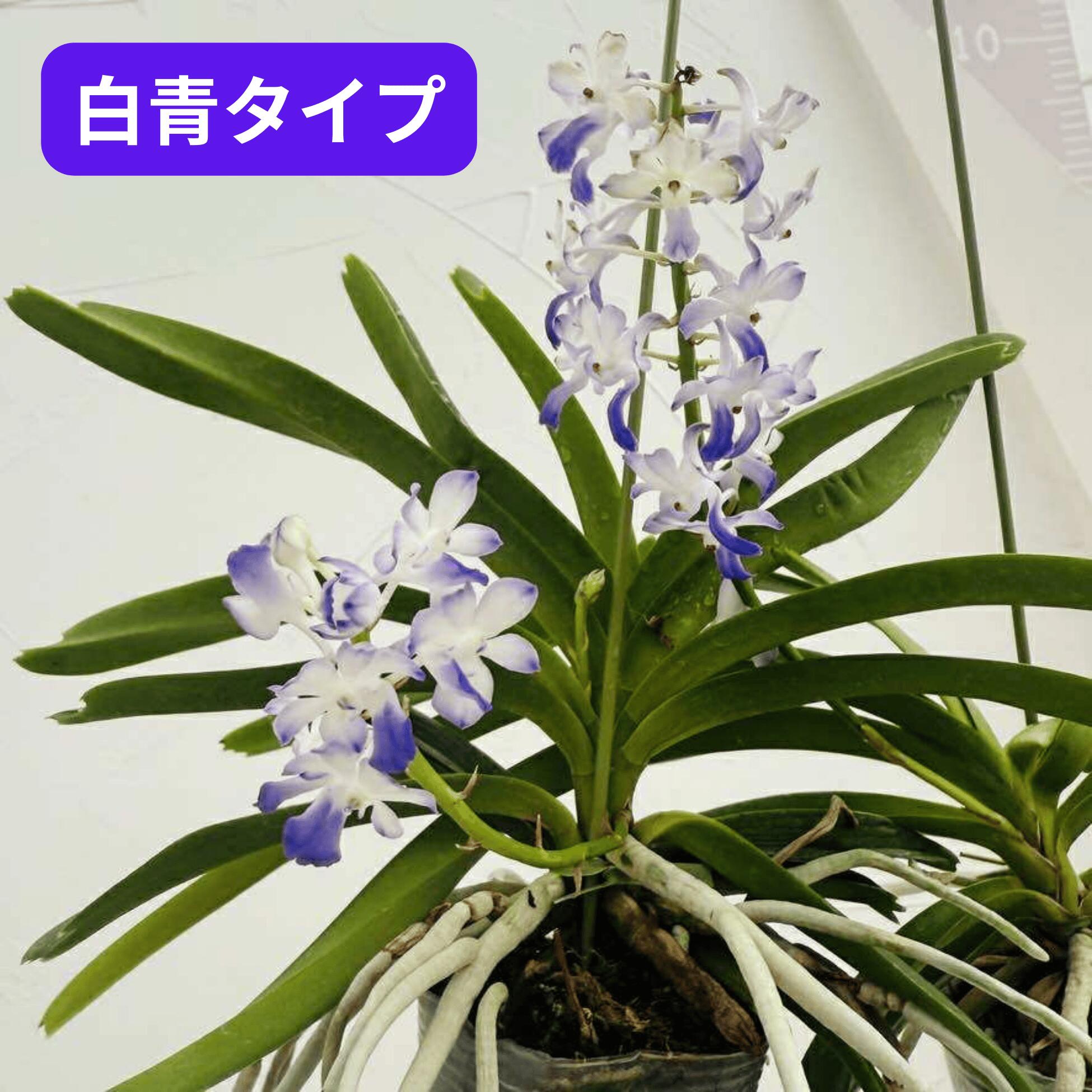 楽天市場】香りの新品種 洋ランの苗『風蘭系交配種 オーシャンスプレー