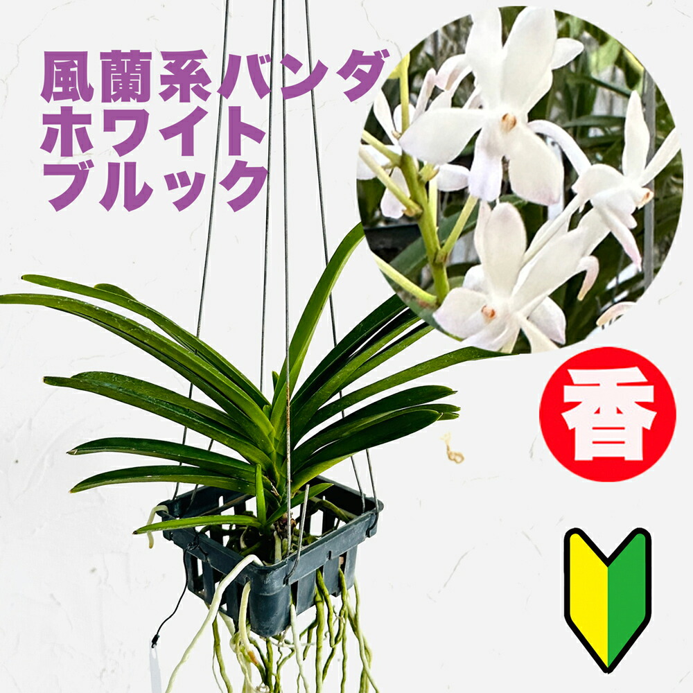 楽天市場】エアプランツ 香りの新品種 洋ランの苗『風蘭系交配種