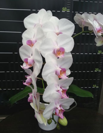 あ*み様 胡蝶蘭 8種8ポット ファレノプシス 胡蝶蘭 8種8ポット