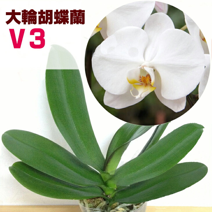 楽天市場】今ならつぼみ、または花付き！--『大輪白胡蝶蘭 「V3」【花