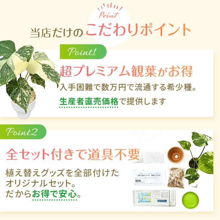 楽天市場】『斑入りモンステラ「タイ コンステレーション」』 2.5号